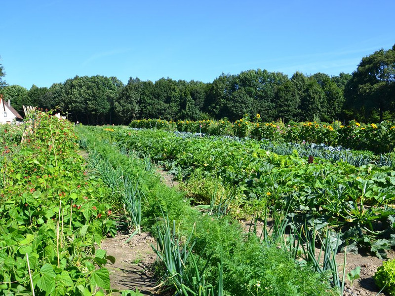 meine ernte Miete Deinen Gemüsegarten in Bochum
