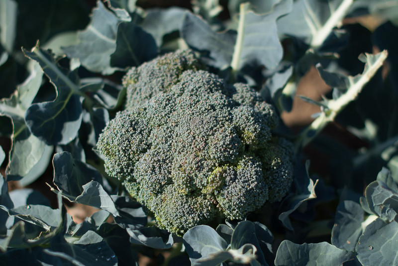 meine ernte Brokkoli anbauen, pflegen, ernten und lagern