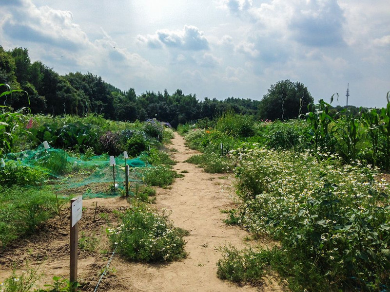 meine ernte Miete Deinen Gemüsegarten in Bochum