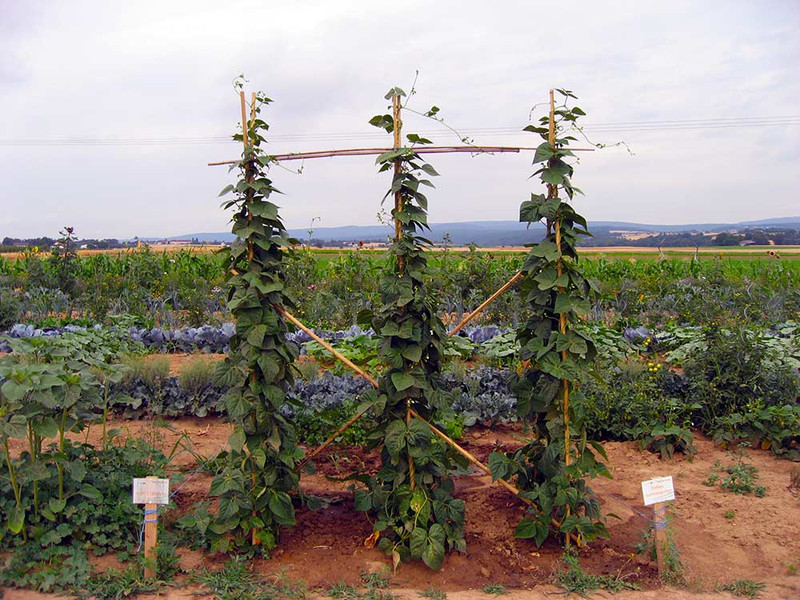 meine ernte: Stangenbohnen anbauen, pflegen, ernten und lagern