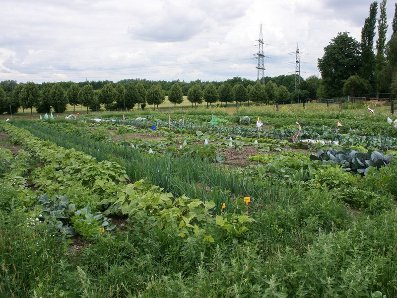 meine ernte Gemüsegarten auf dem Bauernhof am Mechtenberg