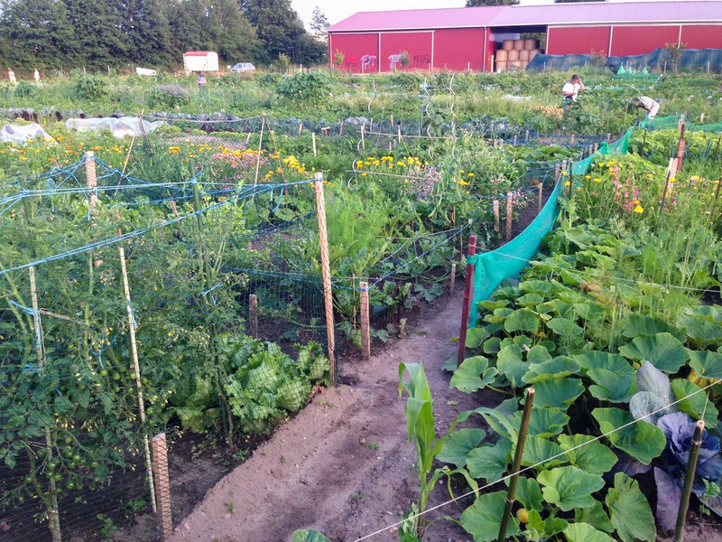 meine ernte Mieten Sie Ihren Gemüsegarten bei Familie Delfs in