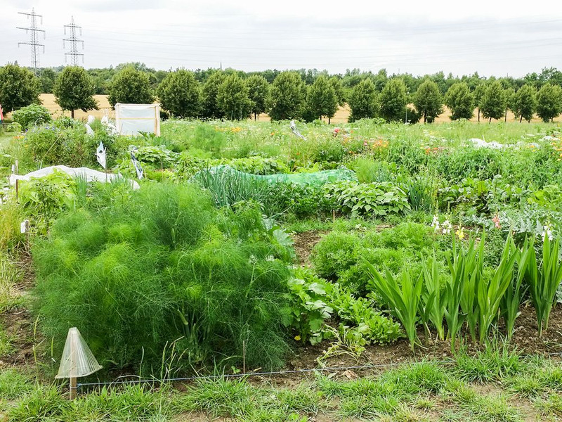 meine ernte Gemüsegarten auf dem Bauernhof am Mechtenberg