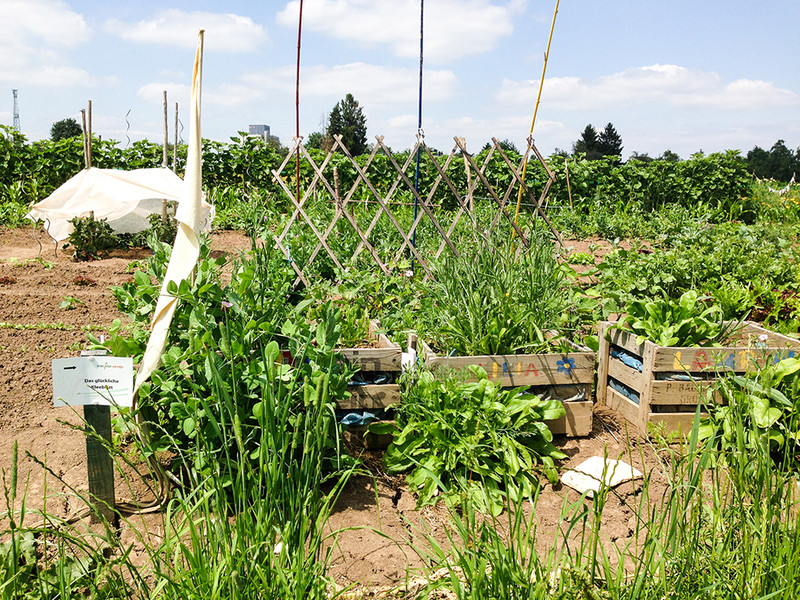 meine ernte Miete Deinen Garten in StuttgartMöhringen