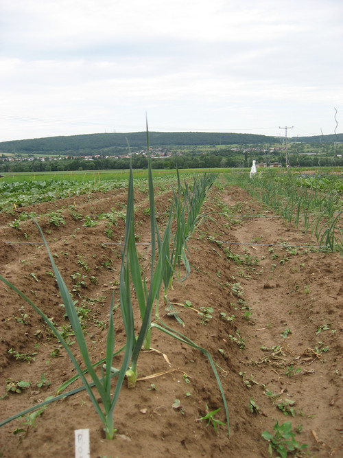 meine ernte: Porree anbauen, pflegen, ernten und lagern