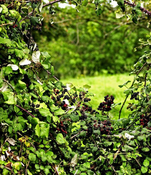 Brombeersträucher sind ein guter Windschutz