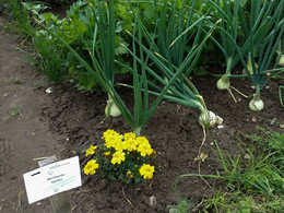 Reiche Zwiebelernte im Beet