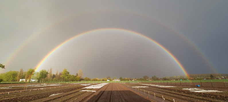Regenbogenstimmung in den Gärten