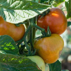 Starkzehrer Tomate