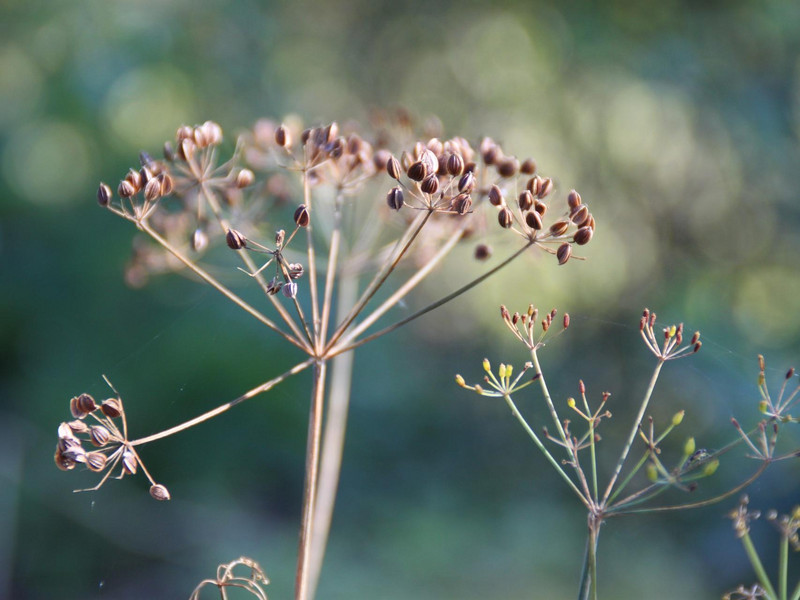 Meine Ernte Dill Anbauen Pflegen Ernten Und Lagern