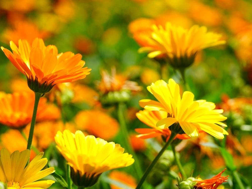 Ringelblumen