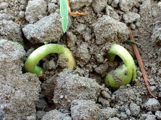 Meine Ernte Kurbis Anbauen Pflegen Ernten Und Lagern