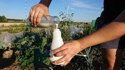 Milchwassergemisch gegen Mehltau in Sprühflasche gießen