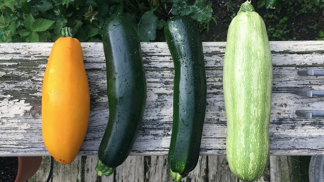 Zucchini - nicht nur in Grün