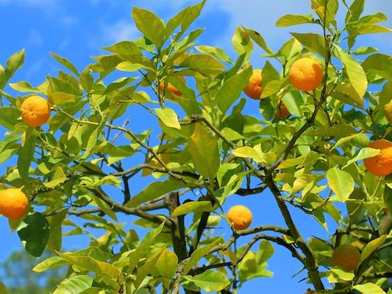 Mandarinen am Baum