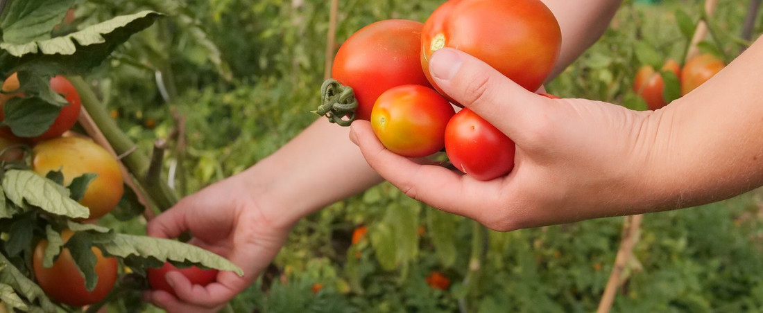Tomaten mögen es warm