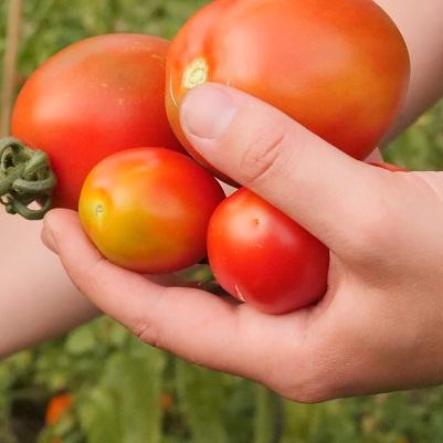 Tomaten ernten per Hand