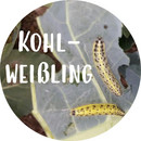 Kohlweißling bekämpfen Kohlweißling bekämpfen