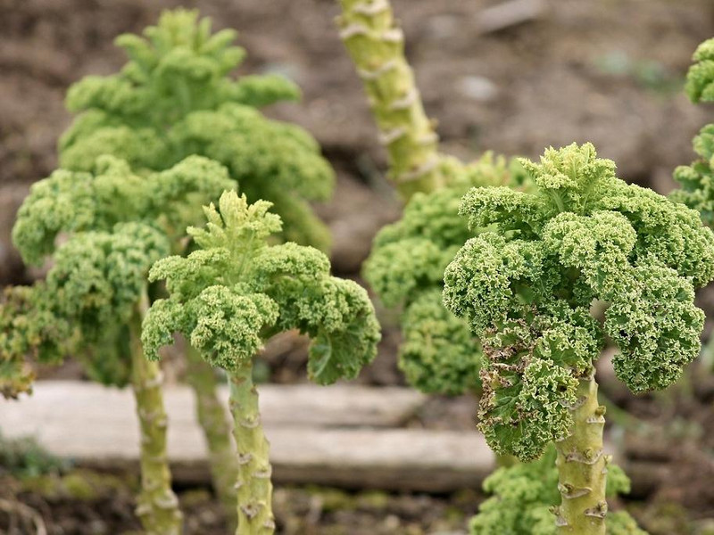 meine ernte Grünkohl anbauen, pflegen, ernten und lagern