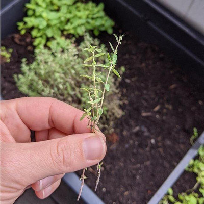 Thymian kannst du super auf deinem Balkon anbauen