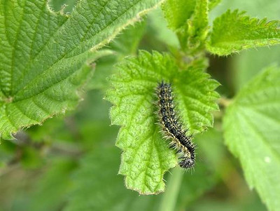 Raupe auf Brennnessel Raupe auf Brennnessel