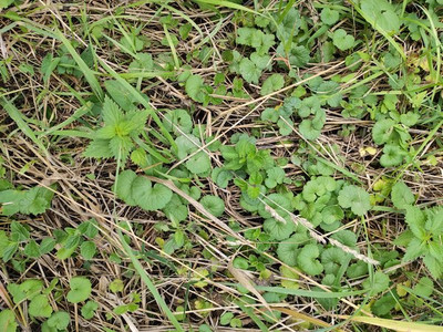 Gundermann in freier Wildbahn
