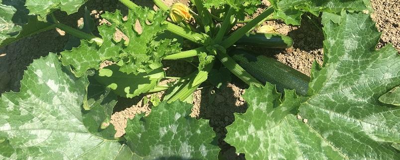 Zucchini mit markanter Blattfärbung, kein Mehltau Zucchini mit markanter Blattfärbung, kein Mehltau