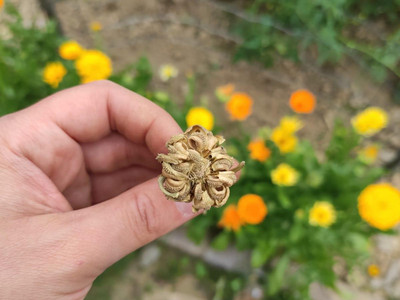 Ringelblumen Samen sammeln