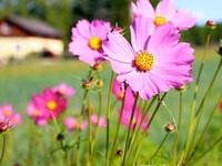 Cosmea Cosmea