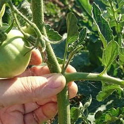 Junger Geiztrieb an einer Tomate