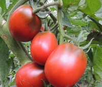 Tomate Black Plum