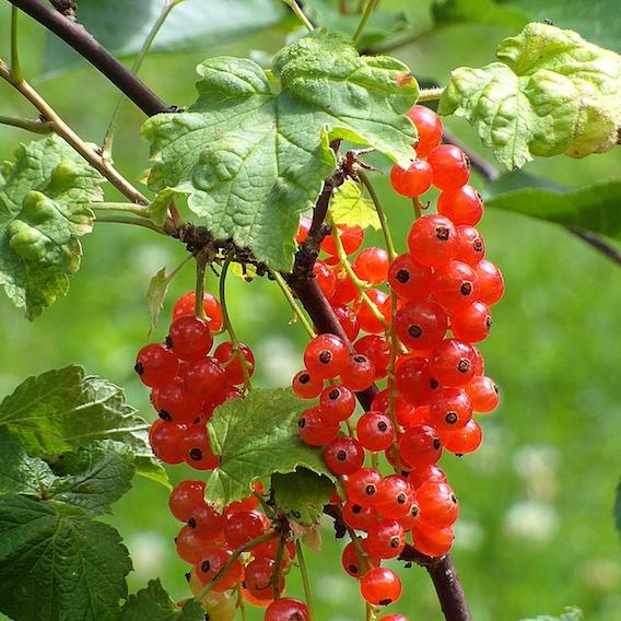 rote Johannisbeere