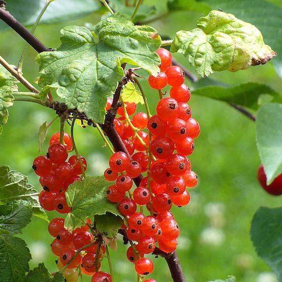 rote Johannisbeere