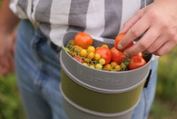 Erntehelfer HipTrug Erntehelfer HipTrug gefüllt mit Tomaten