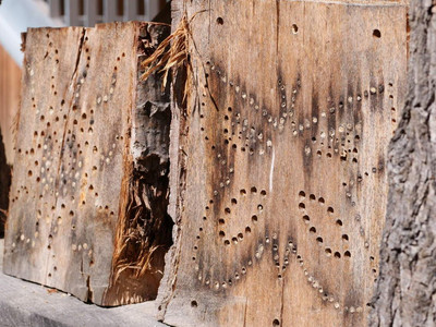 Insektenhotel DIY