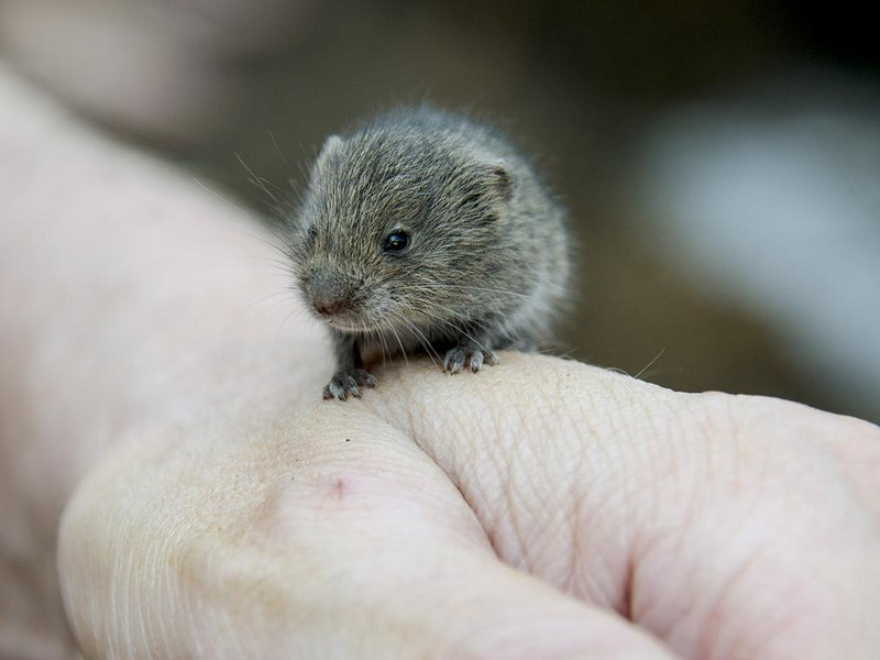 Meine Ernte Wuhlmaus