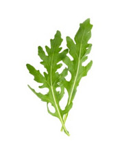 Rukola