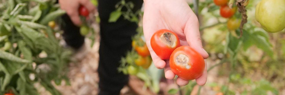 Braune Stellen an Tomaten können auf Kalziummangel hinweisen Braune Stellen an Tomaten können auf Kalziummangel hinweisen