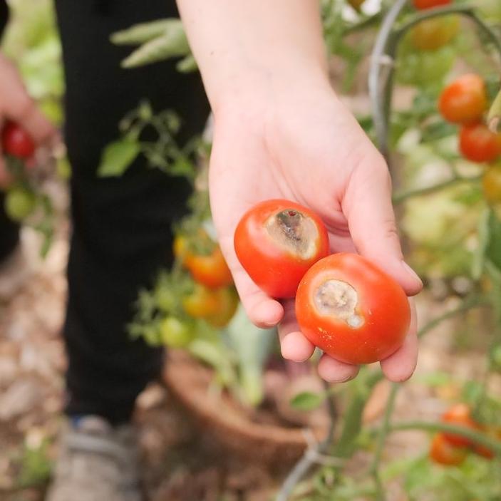 Kalziummangel an Tomaten