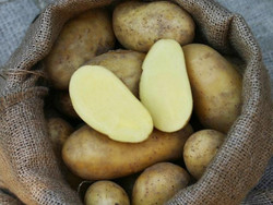 Kartoffel Annabelle