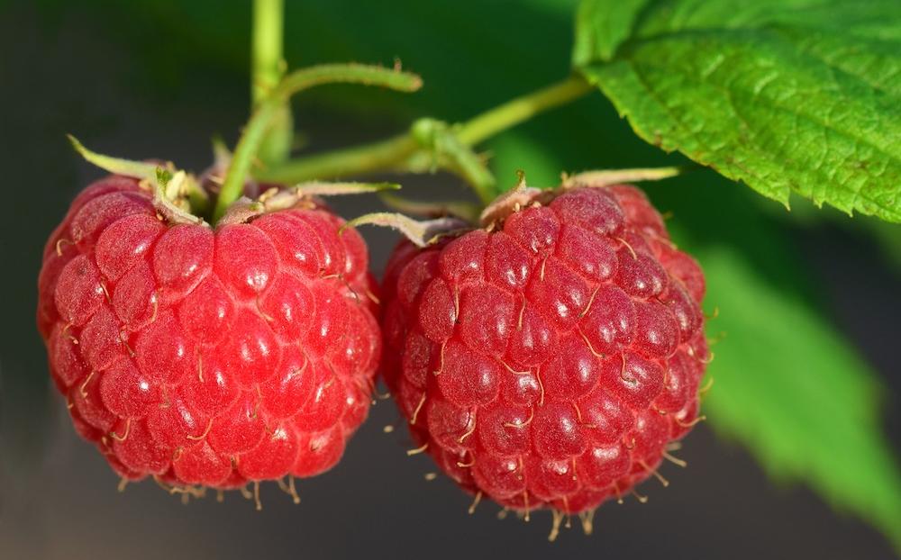 Himbeeren