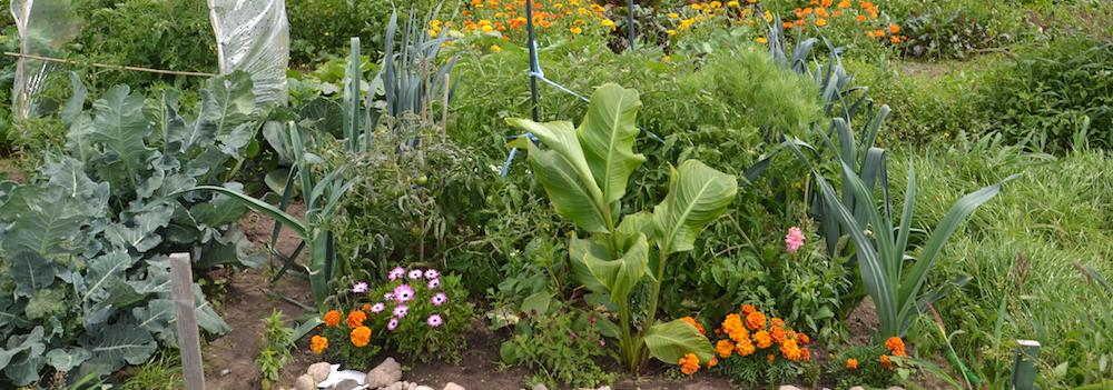 Dein Permakultur-Garten ist ein geschlossenes Ökosystem