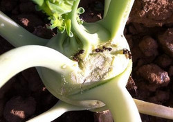 aufgeplatzter Kohlrabi mit Ameisen Fraßschäden