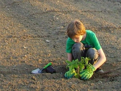 Tomatenjungpflanze kommt ins Freiland Junge pflanzt Tomatenpflanze ins Freiland