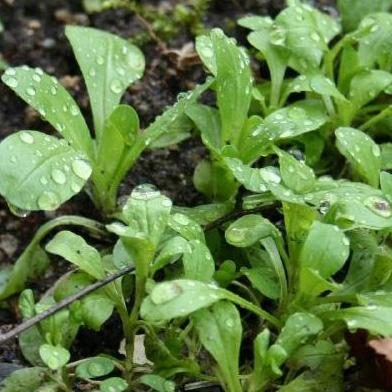 Feldsalat eignet sich perfekt für die Herbst- und Winterernte.
