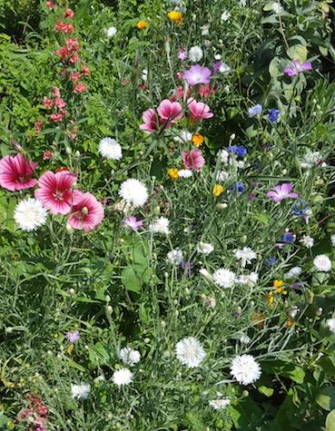 Heimische Pflanzen werden von den Insekten bevorzugt