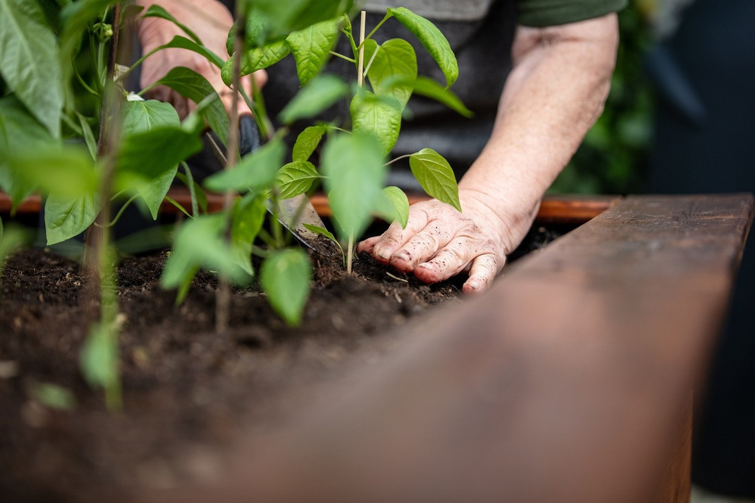 meine ernte Gärtnern für Senioren