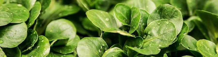 Feldsalat ist sehr genügsam