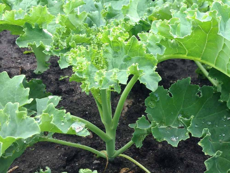 Meine Ernte Grunkohl Anbauen Pflegen Ernten Und Lagern