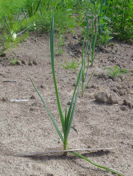 meine ernte Porree anbauen, pflegen, ernten und lagern